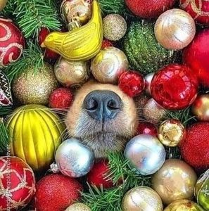 Meet your Posher, Traci